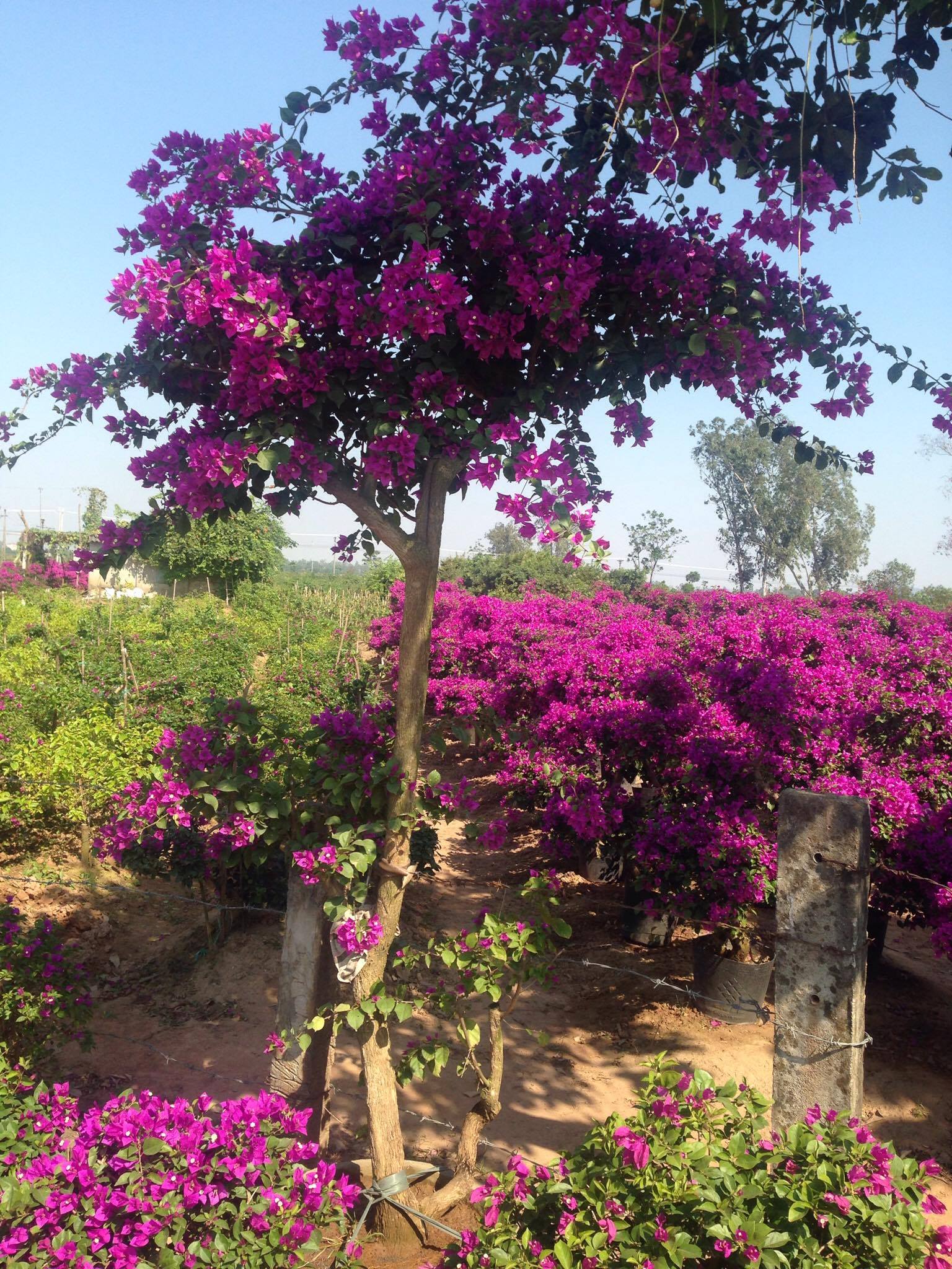 Hoa giấy leo giàn