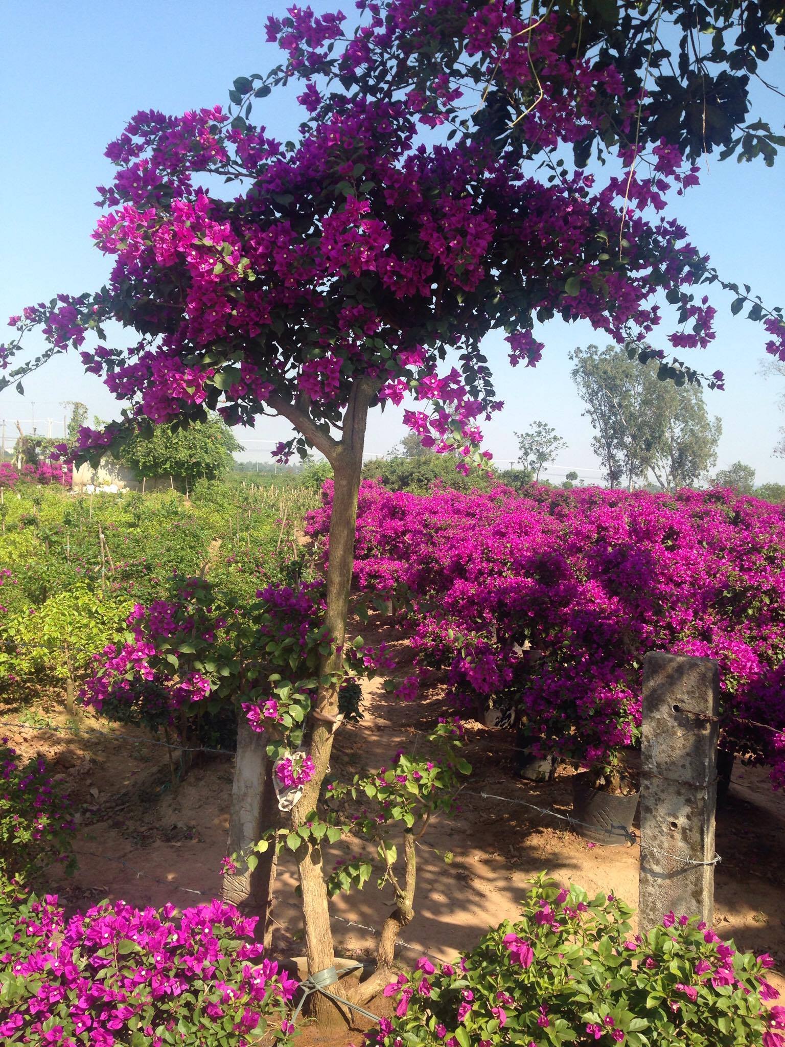 Hoa giấy leo giàn