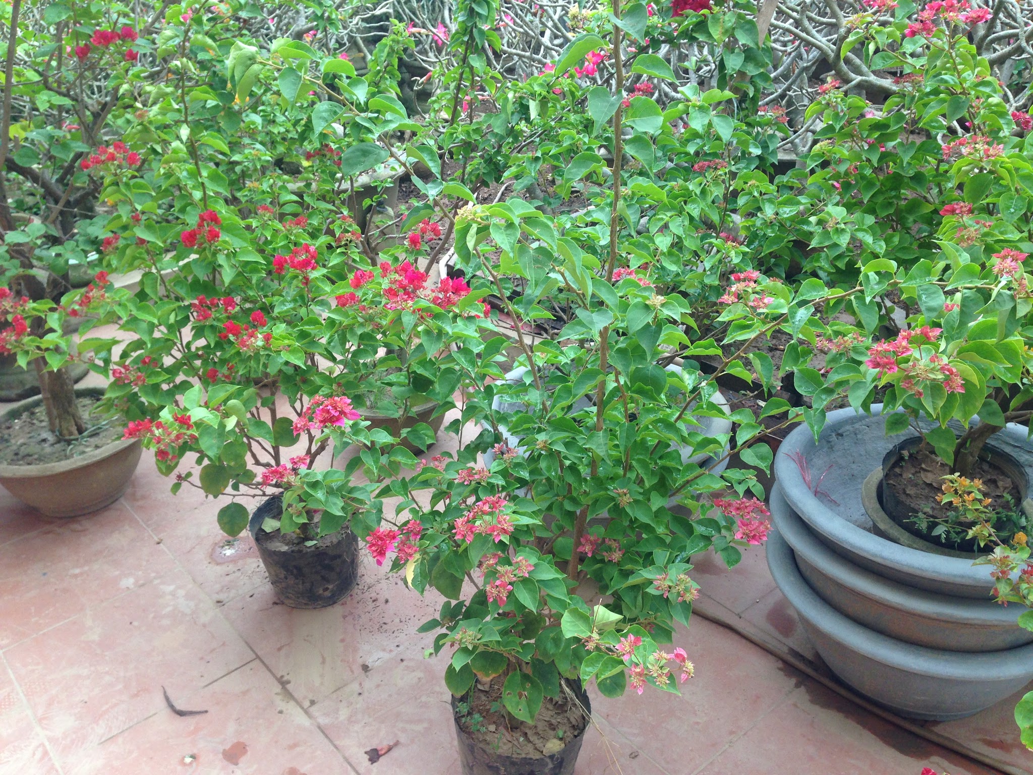 Cây hoa giấy đỏ