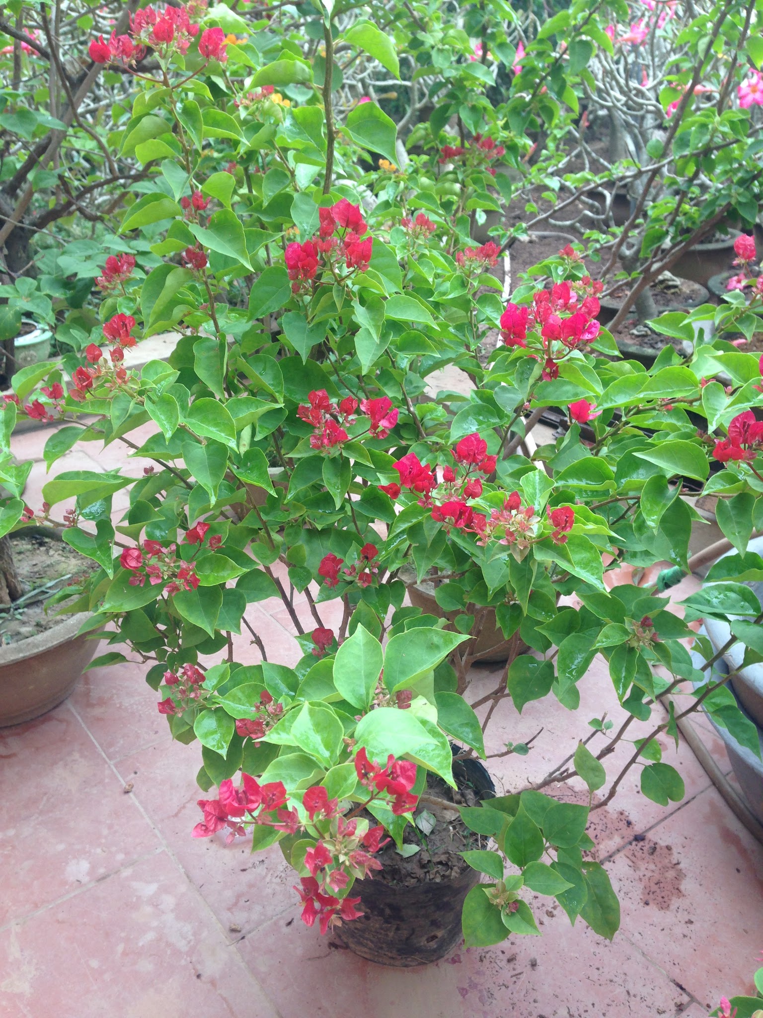 Hoa giấy màu đỏ