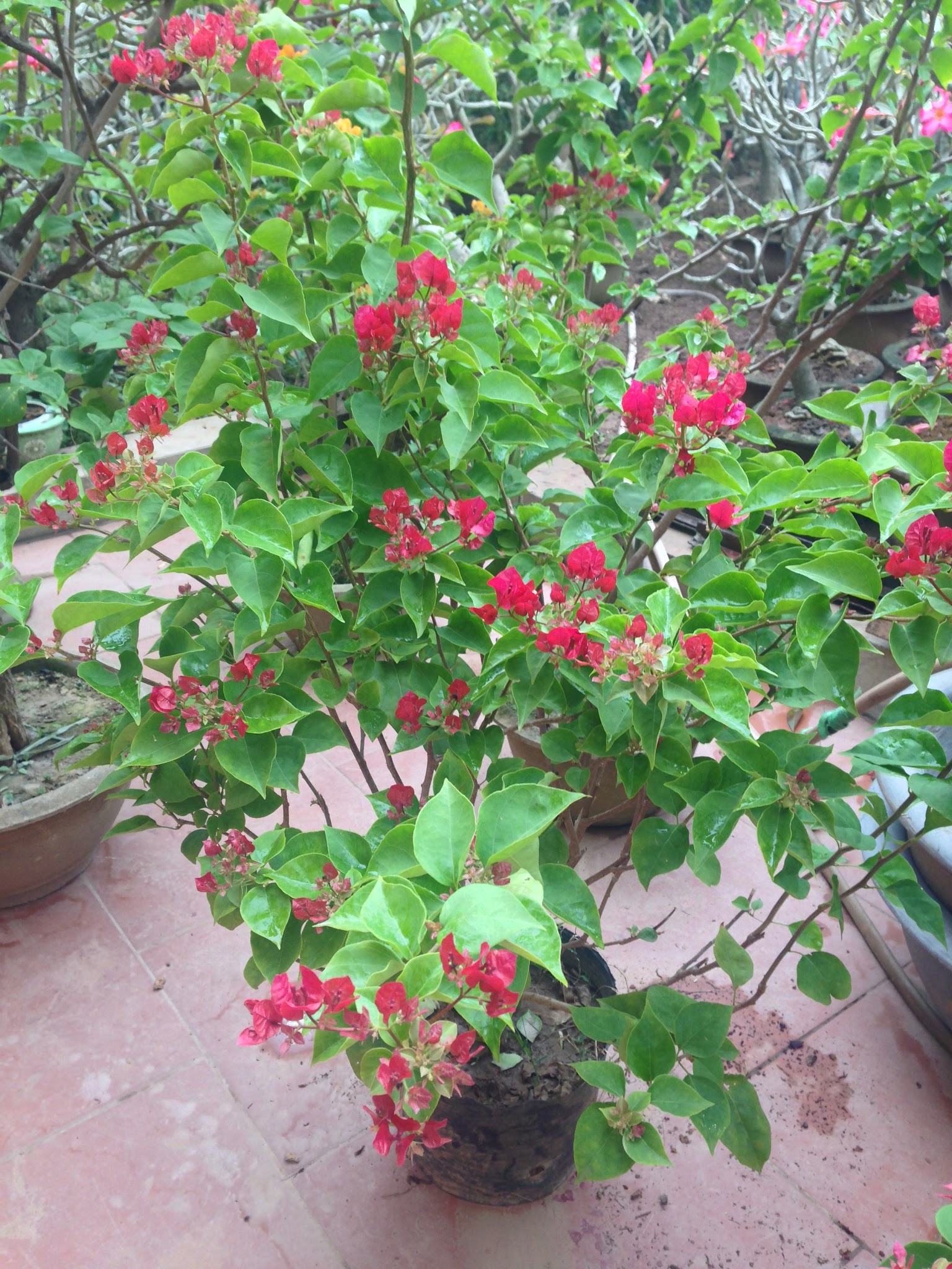 Hoa giấy phát triển tốt