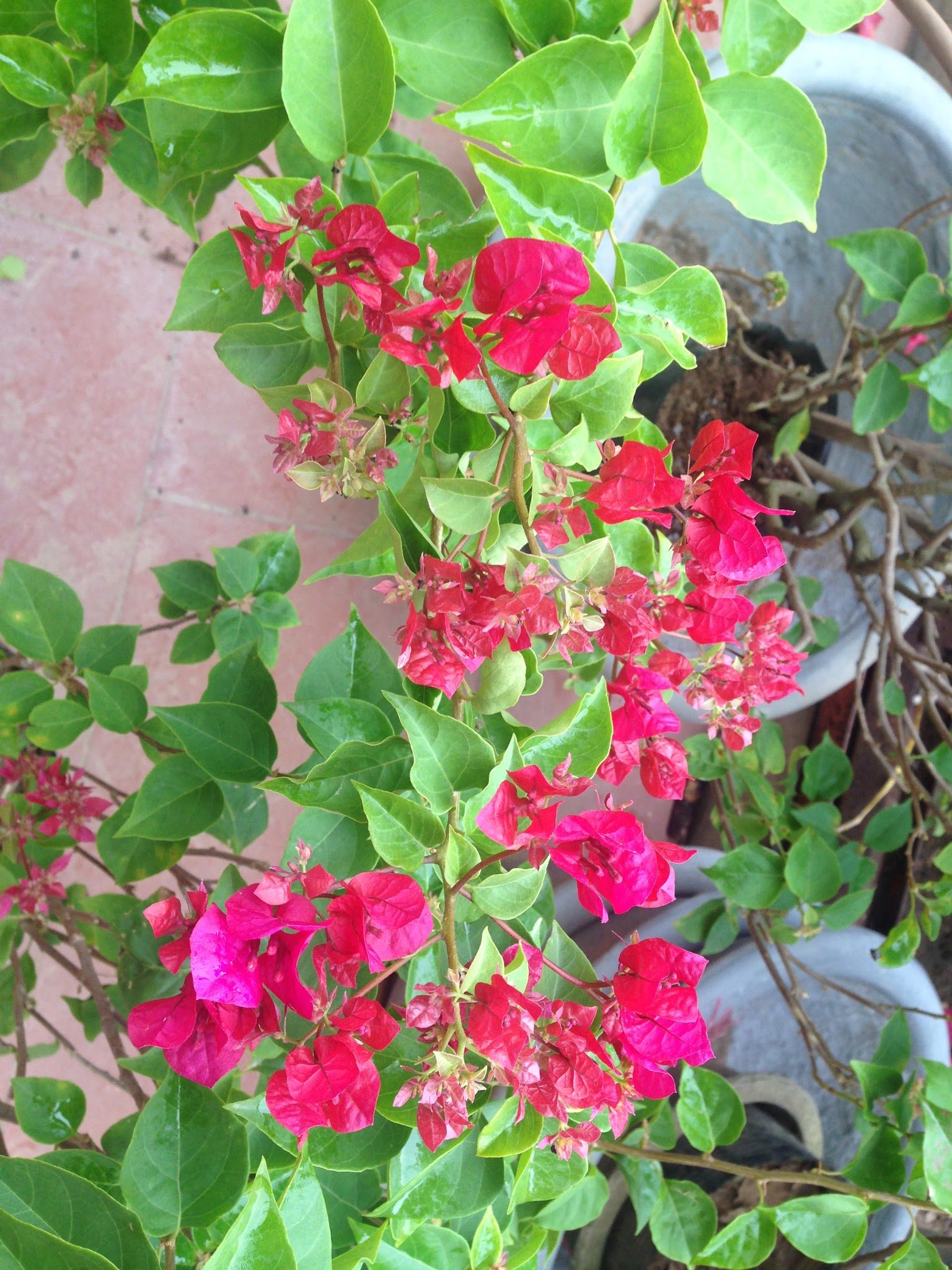 Hoa giấy màu đỏ rực rỡ