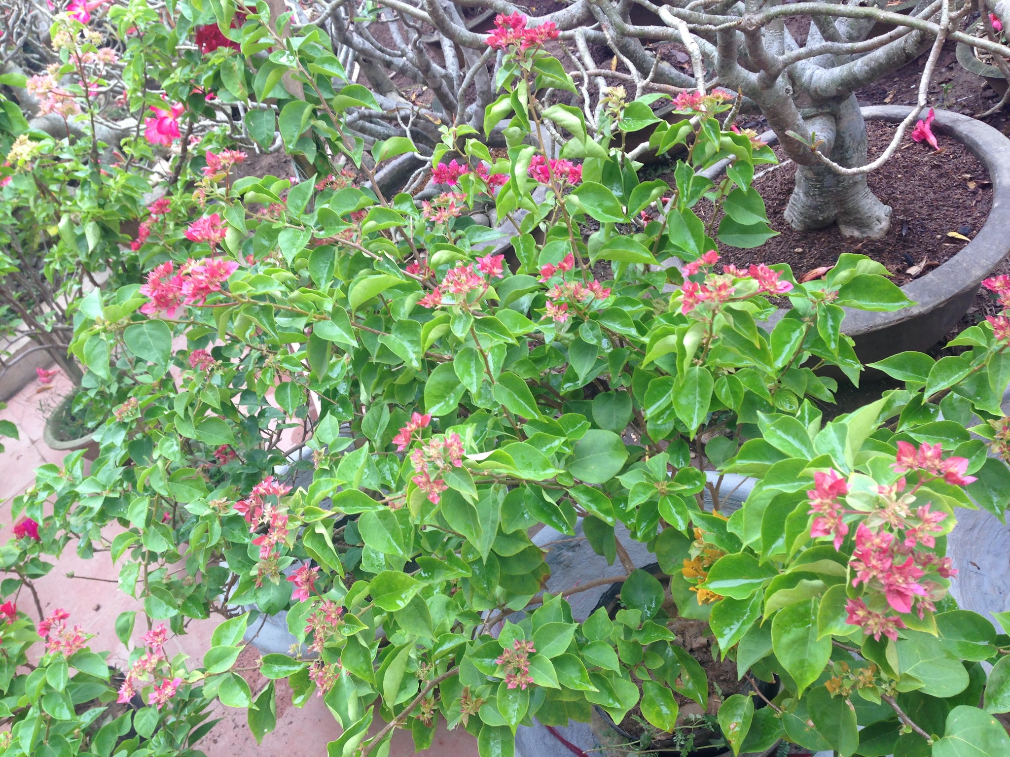 Hoa giấy màu đỏ