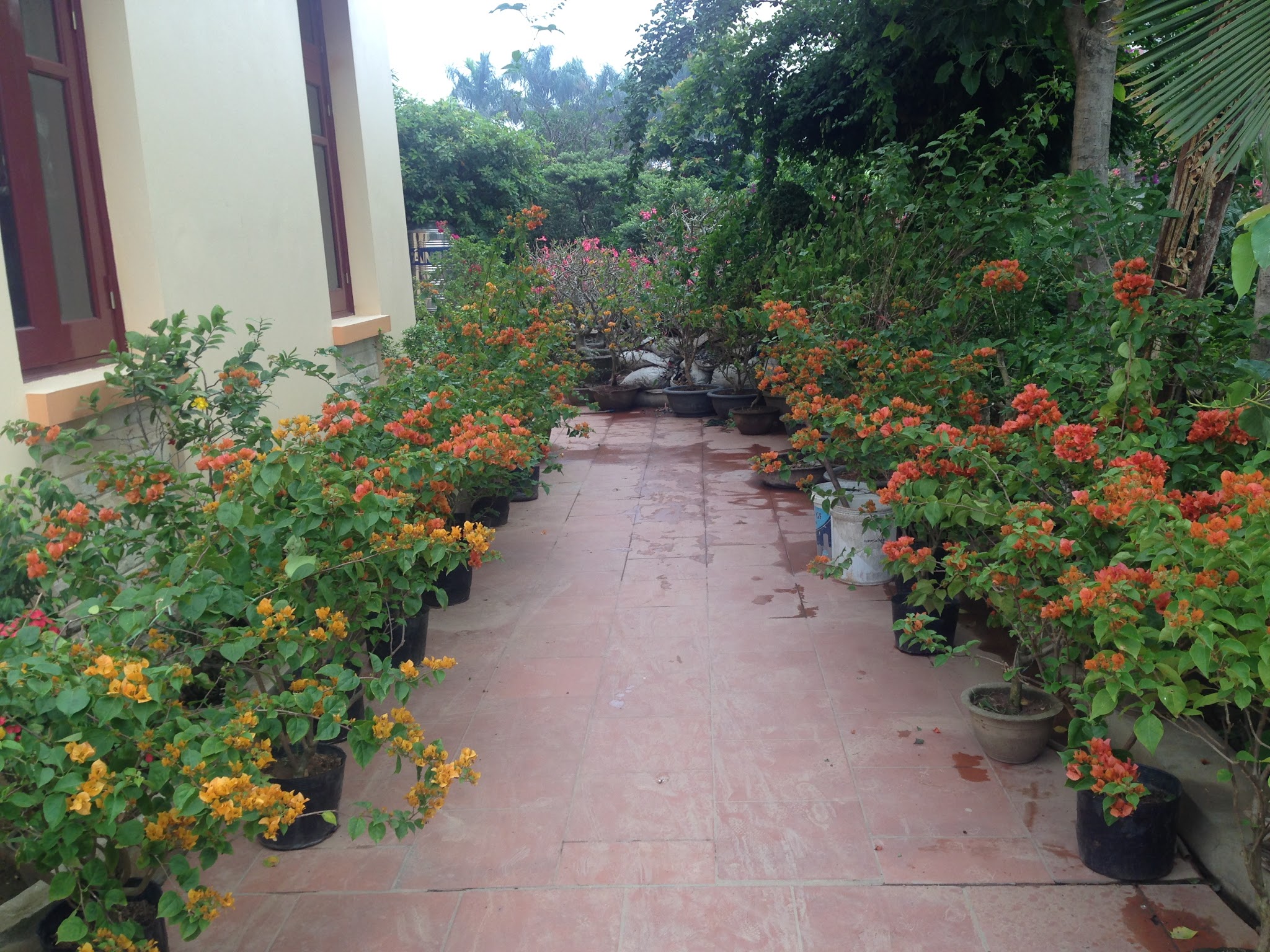 Hoa giấy màu đỏ