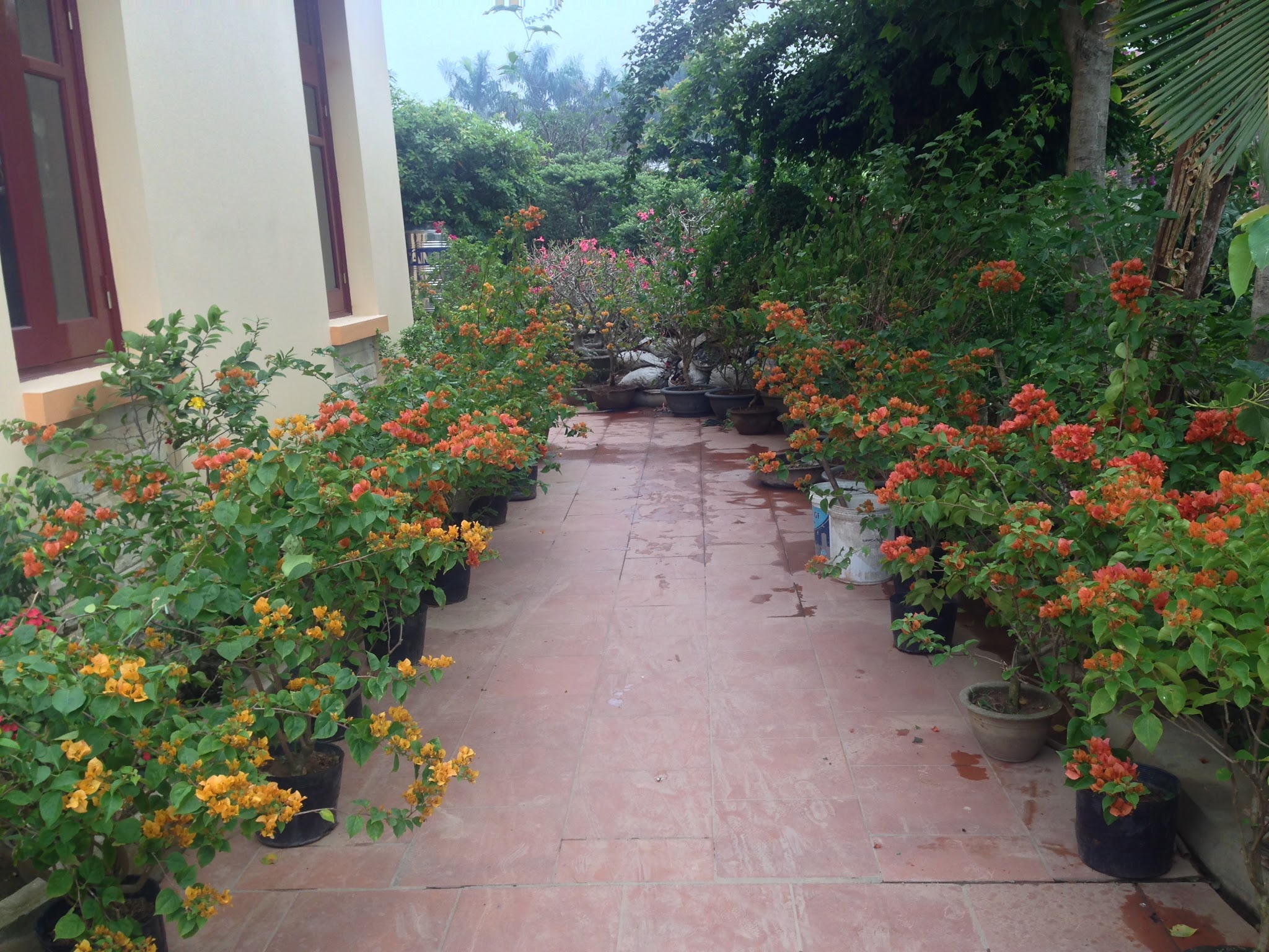 Hoa giấy trong chậu di động