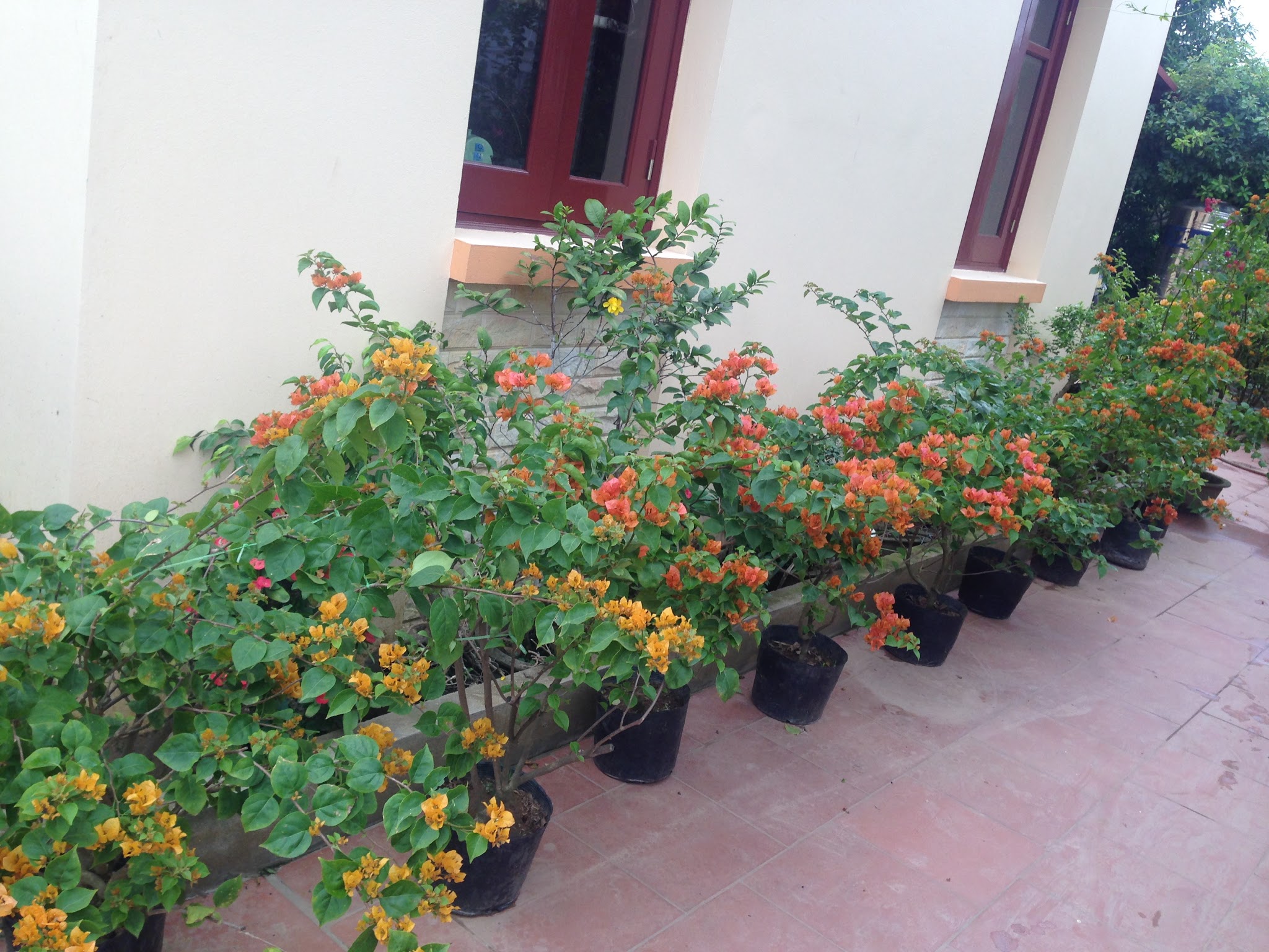 Hoa giấy màu đỏ