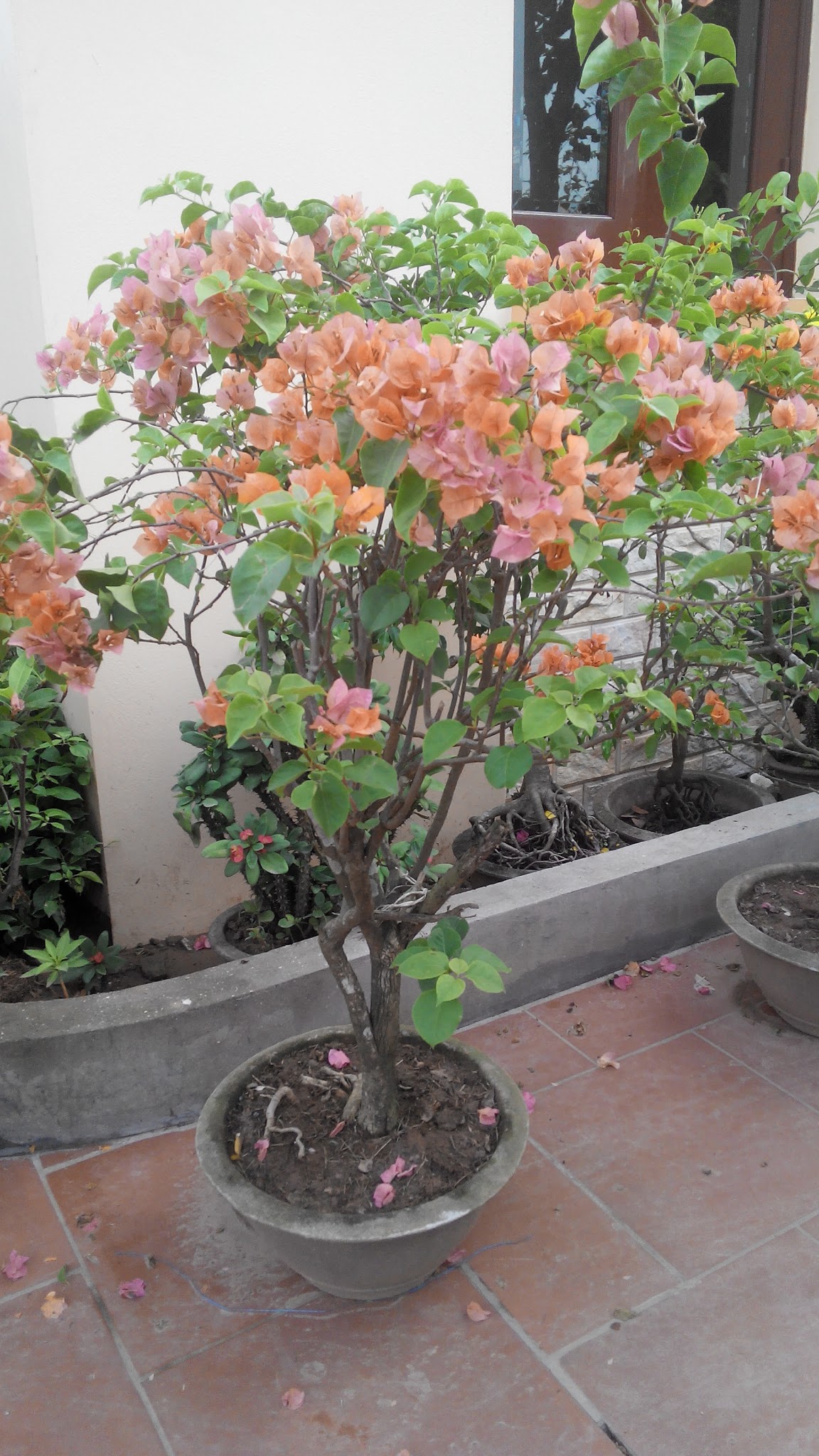 Hoa giấy màu hồng