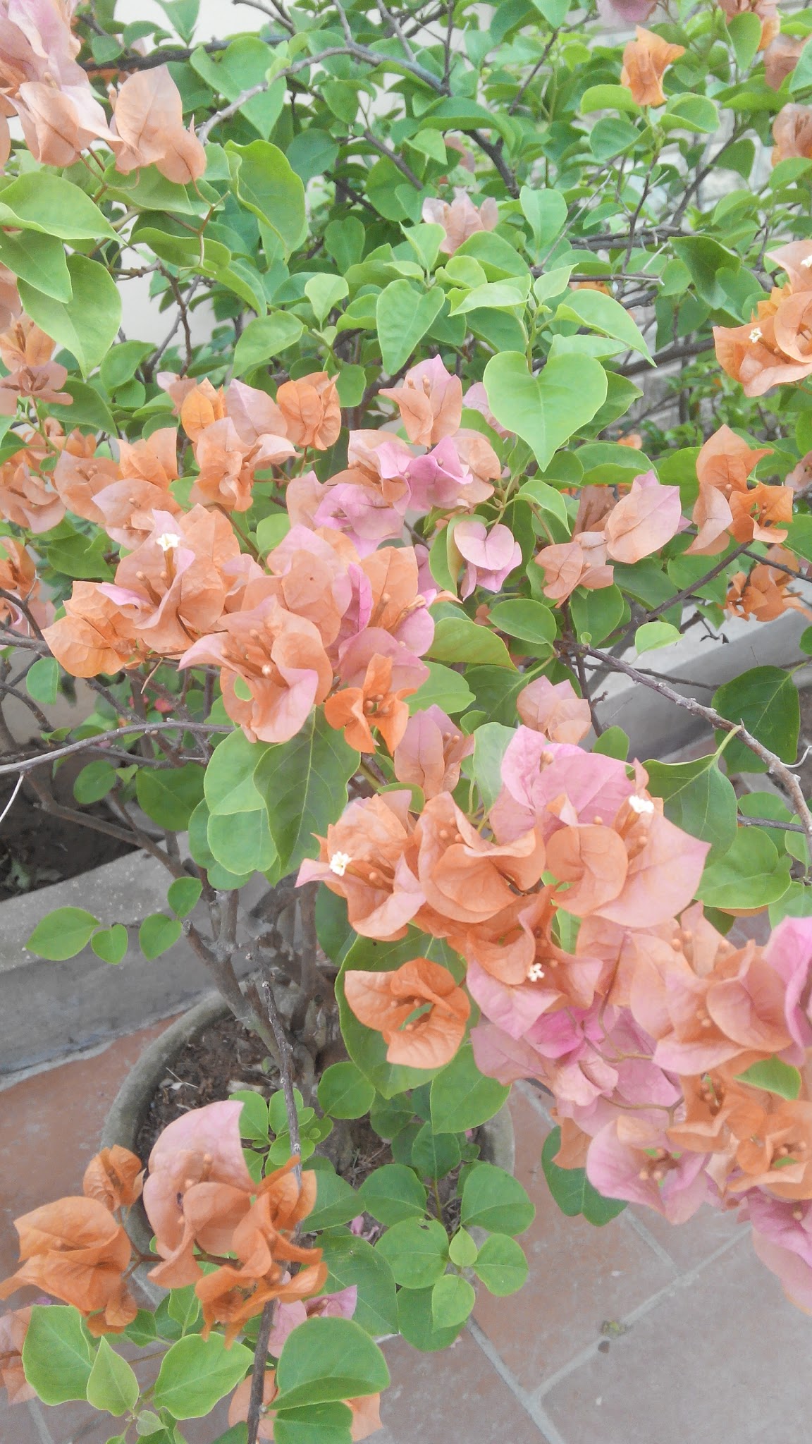 Hoa giấy nở rộ