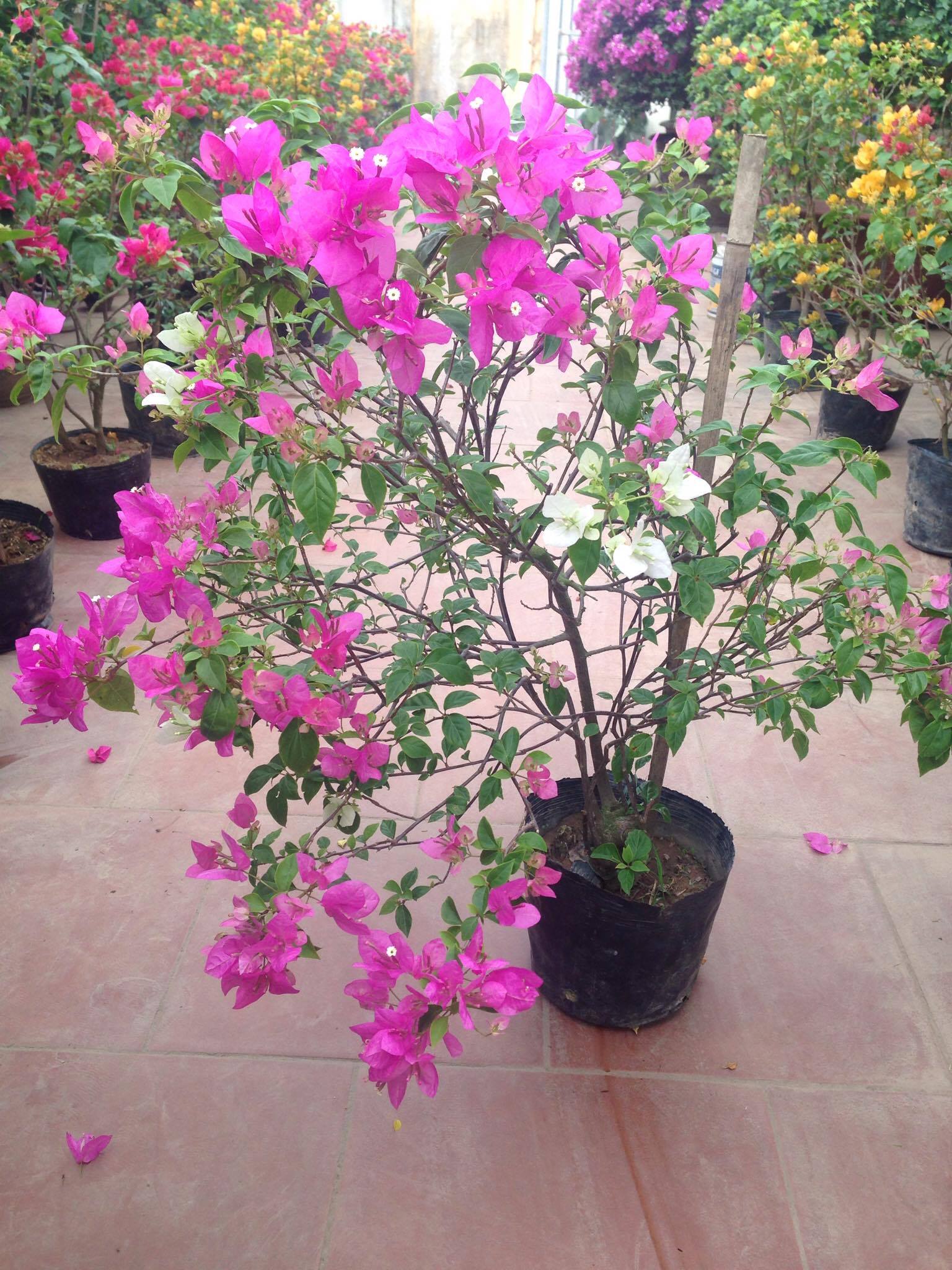 Hoa giấy màu hồng