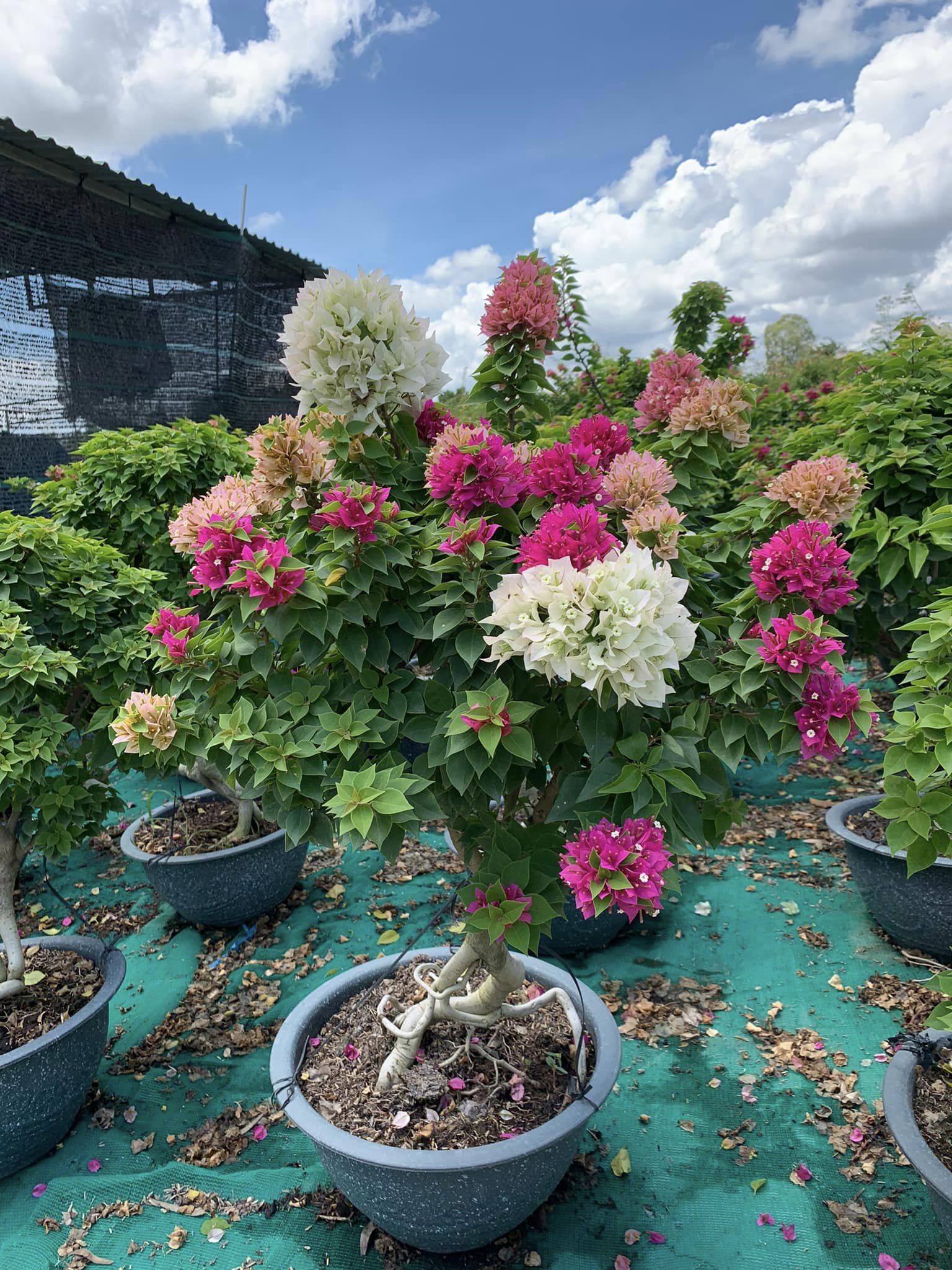 Hoa giấy tím Huế đẹp