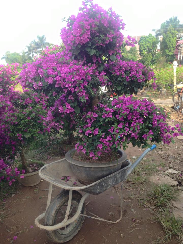 Hoa giấy ngũ phúc