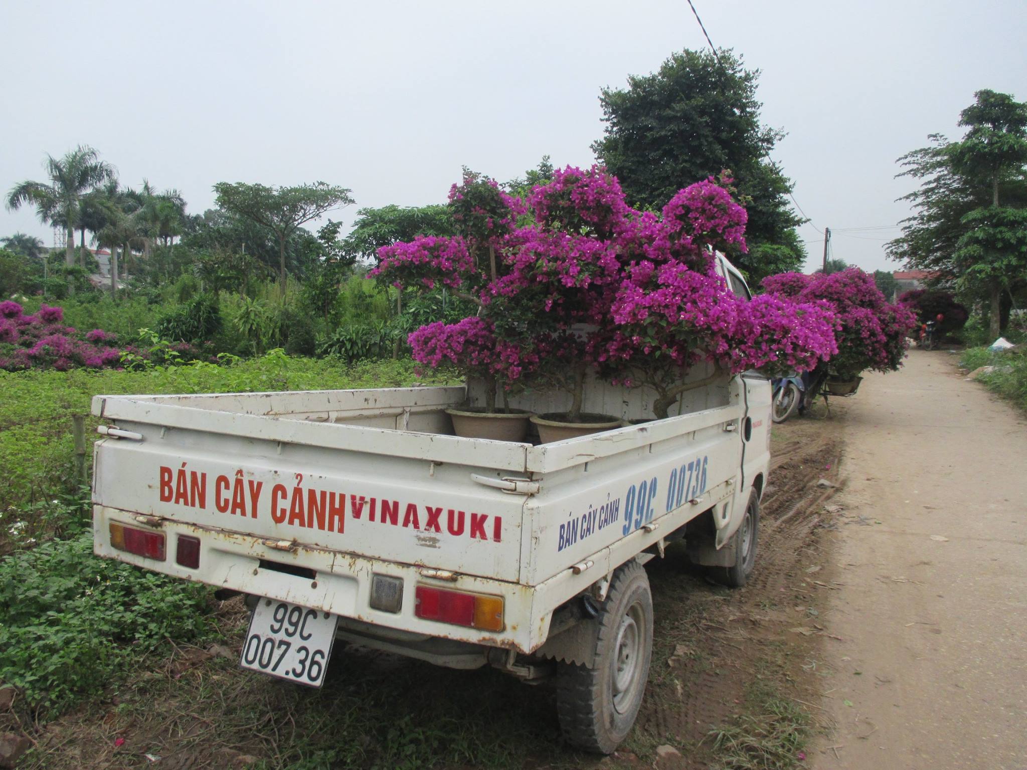 Cổng vòm hoa giấy
