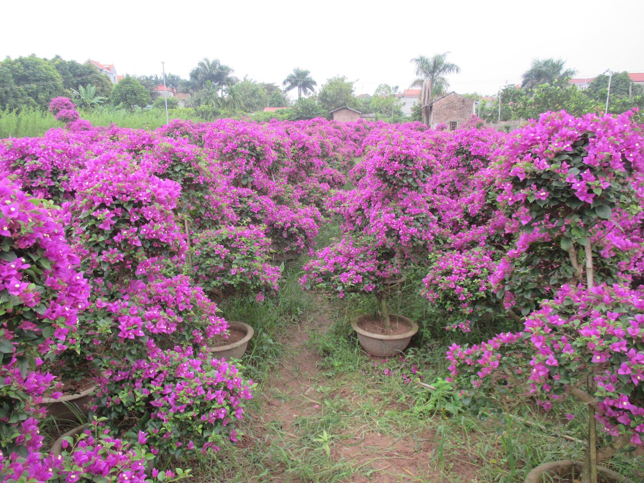 Hoa giấy ngủ phúc