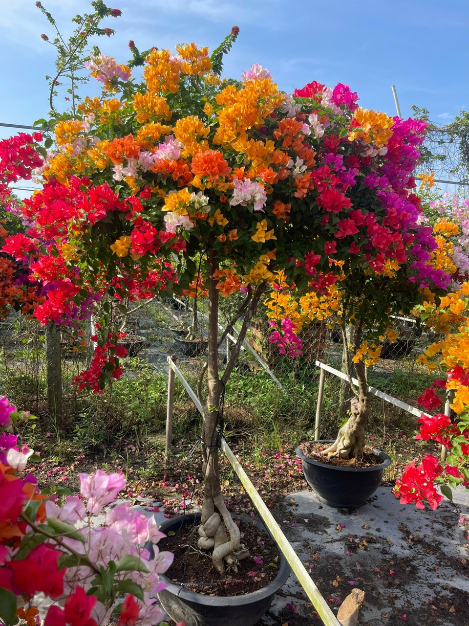 Hoa Giấy Ngũ Sắc