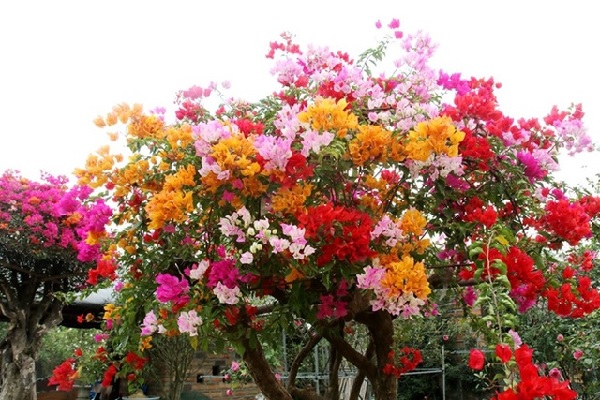 Cây hoa giấy đa sắc