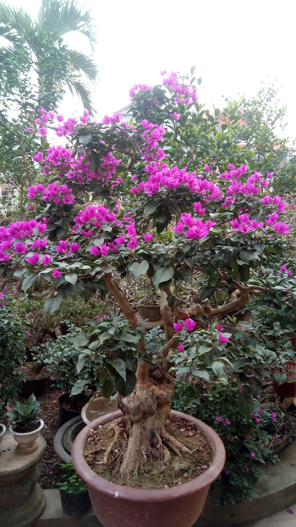 Cây hoa giấy khỏe mạnh