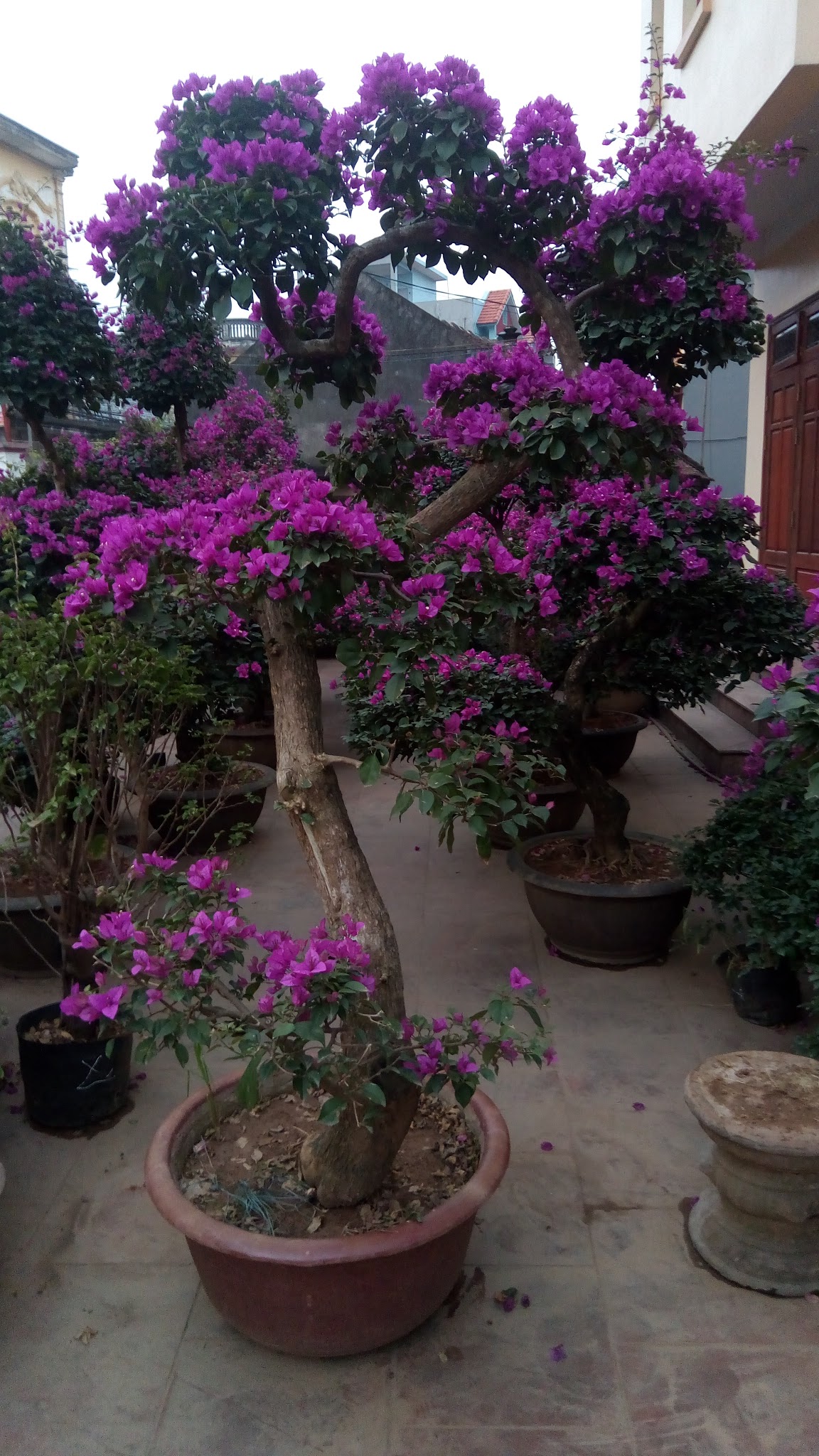 Cắt tỉa hoa giấy