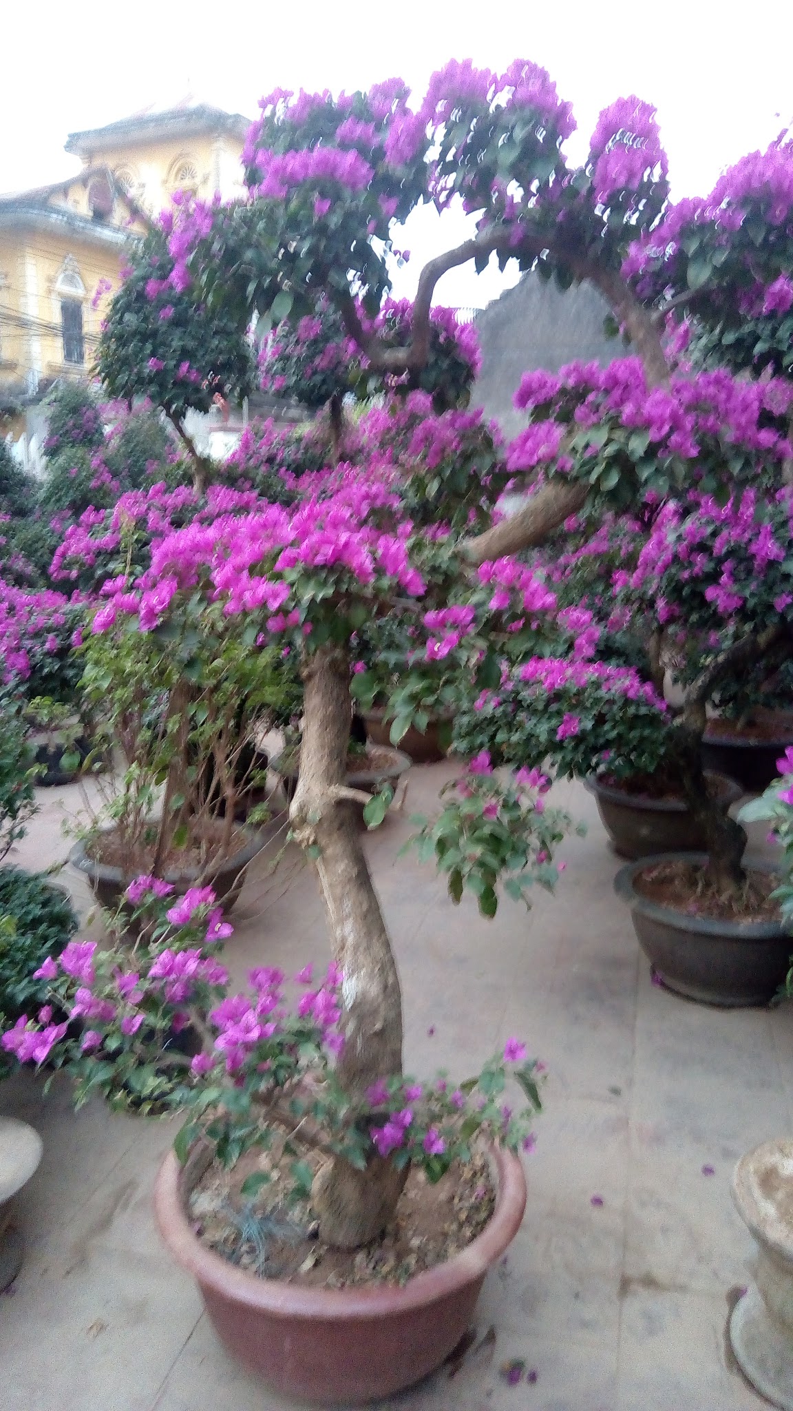 Vườn hoa giấy tươi tốt