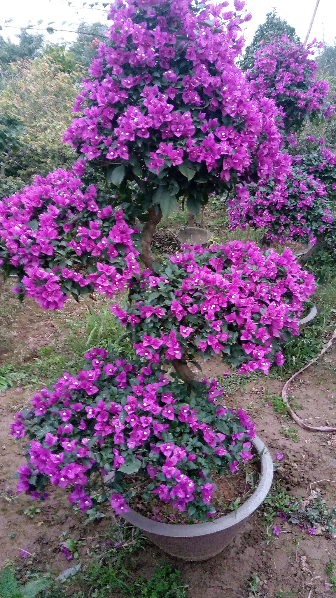 Hàng rào hoa giấy