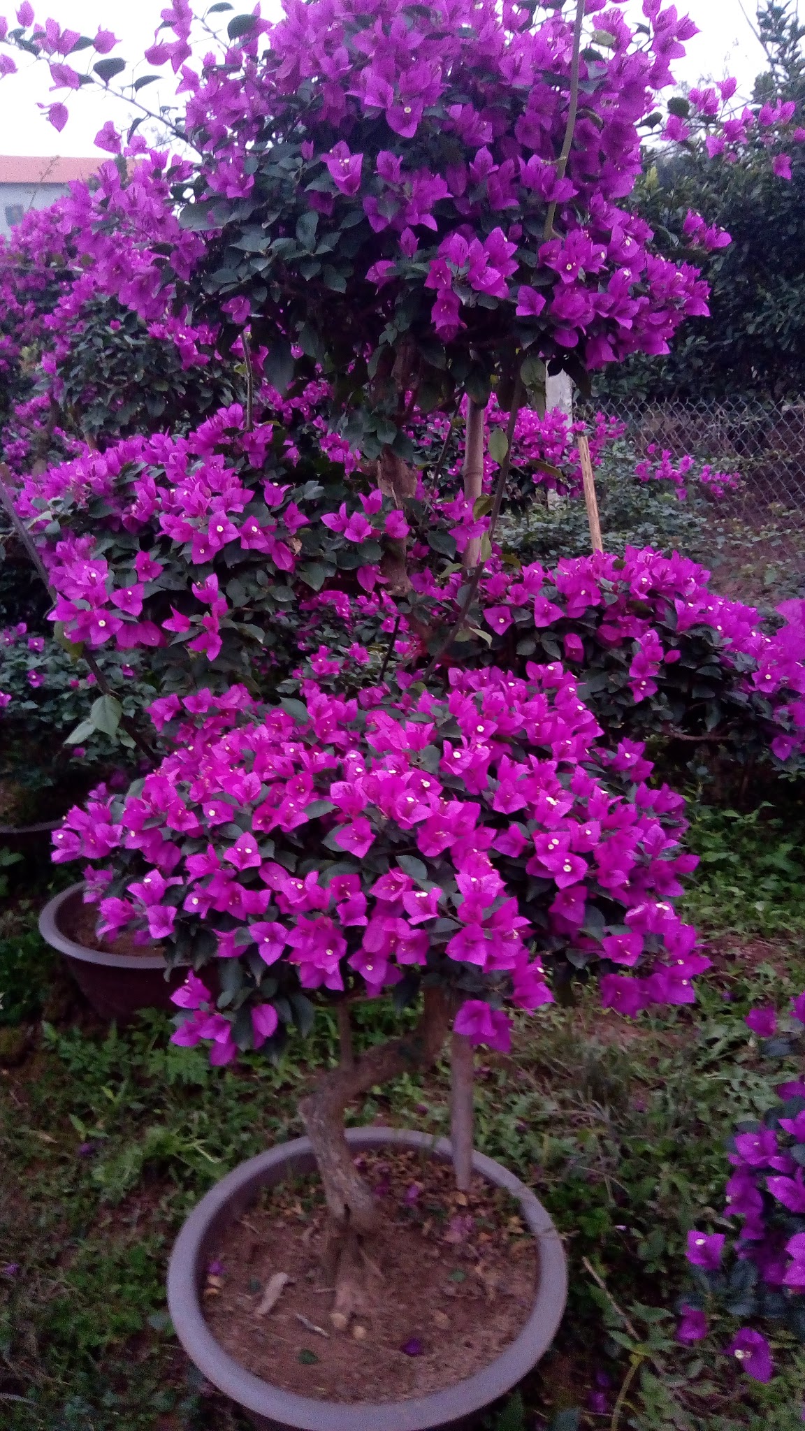 Hoa giấy đỏ nở rực rỡ