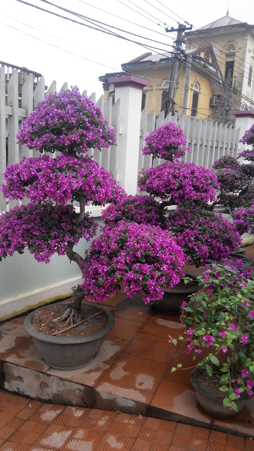 Hoa giấy tím bạc