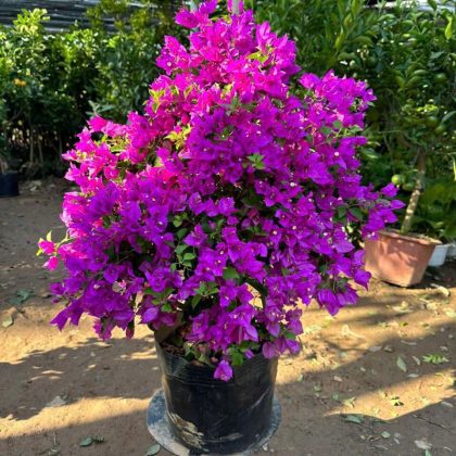 Hoa giấy tím Huế