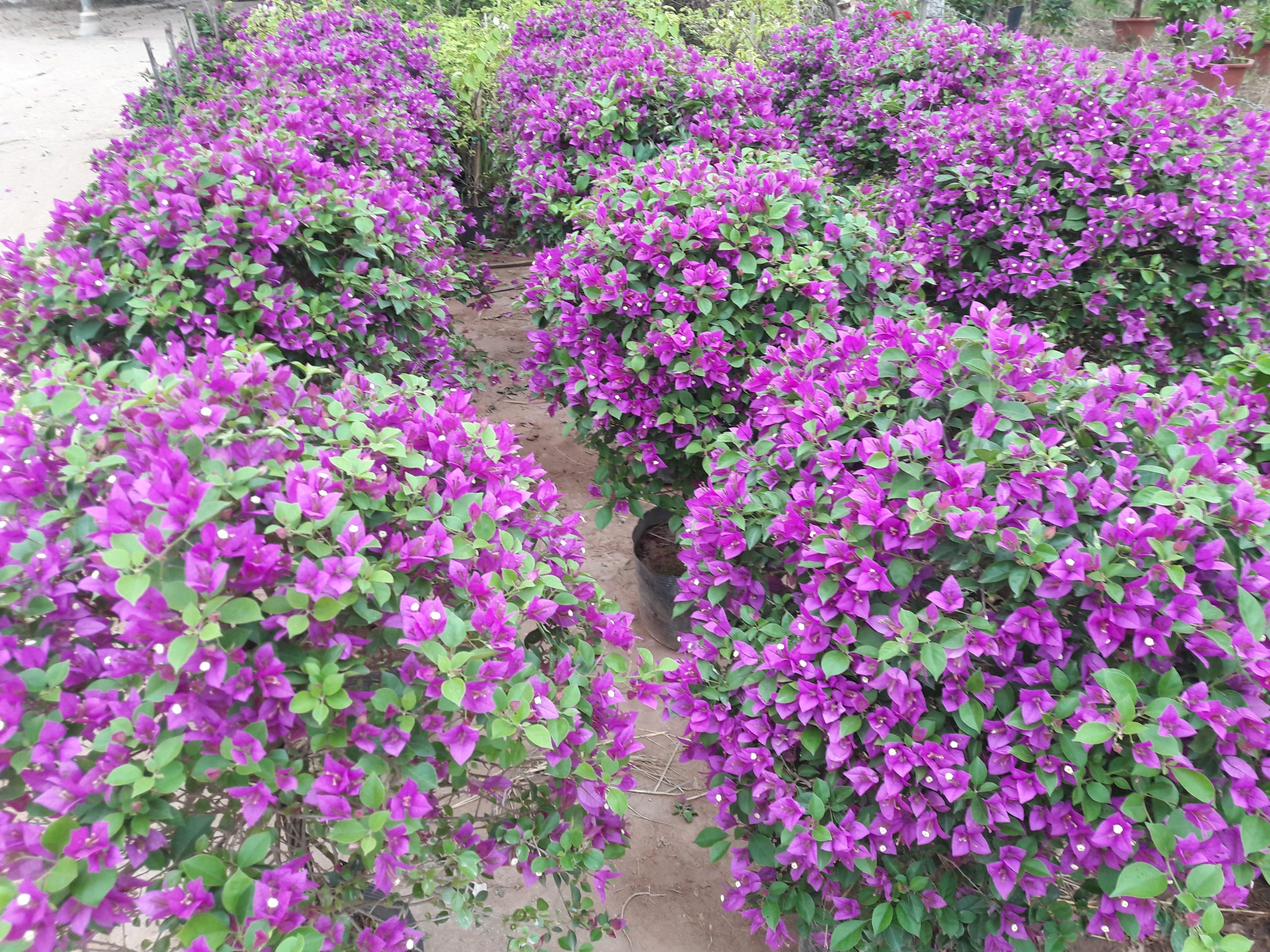 Hoa giấy tím lùm quả cầu