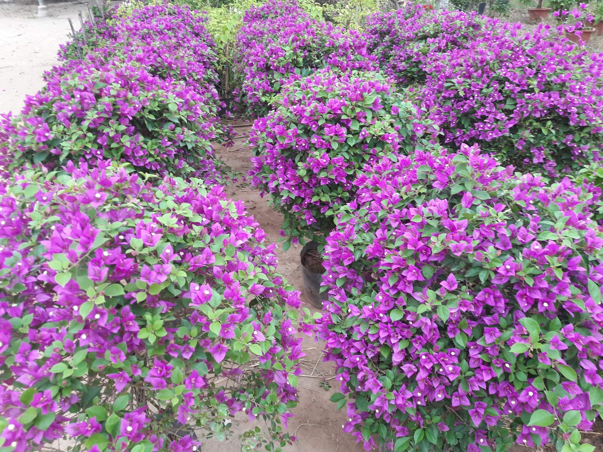 Hoa giấy tím đẹp mắt