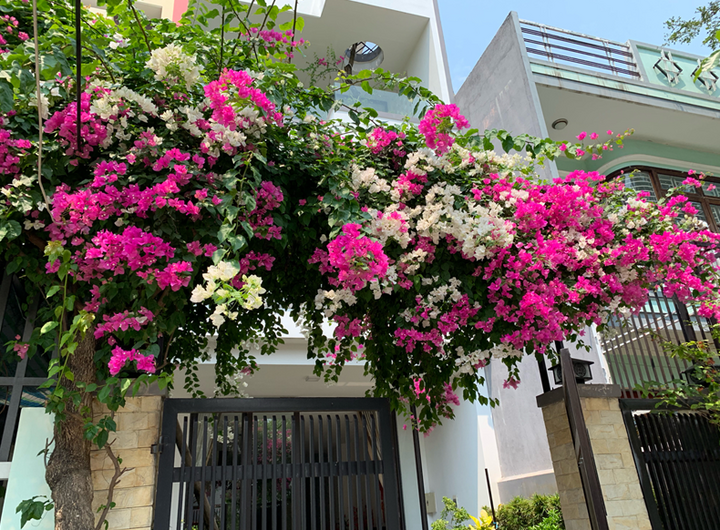 Cây hoa giấy trước nhà