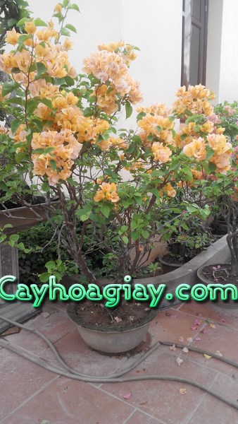 Hoa giấy vàng chanh