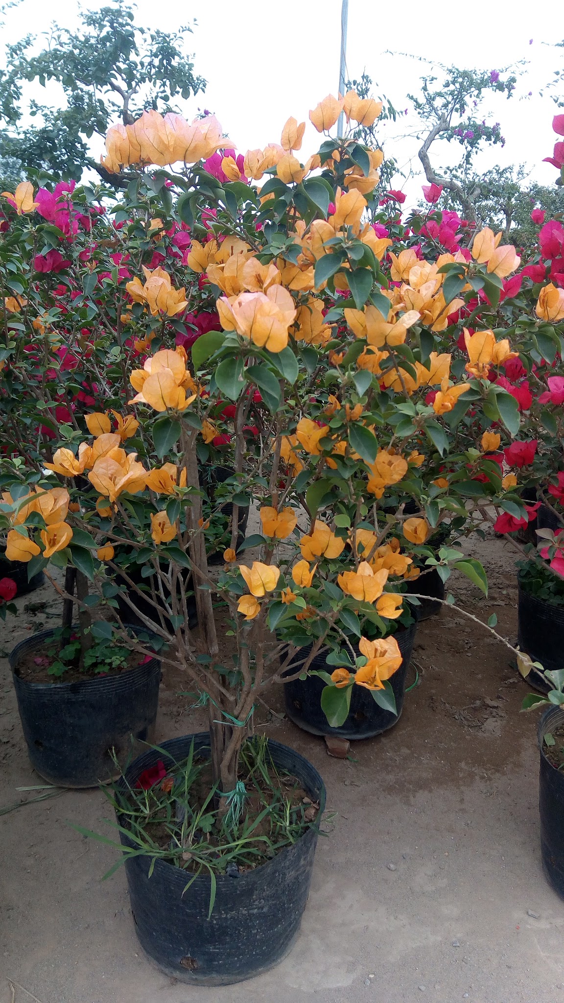 Hoa giấy vàng chanh