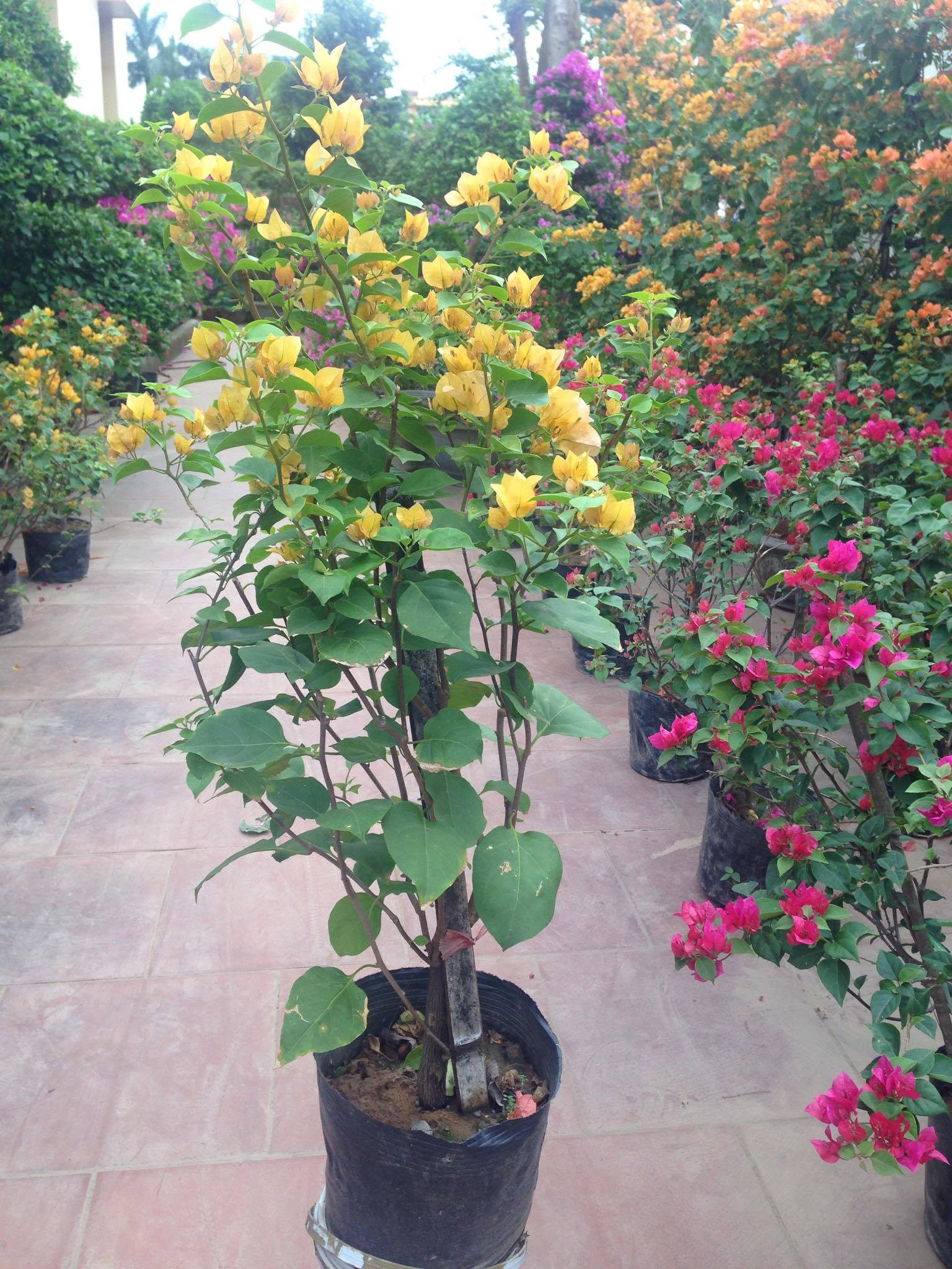 Hoa giấy vàng chanh