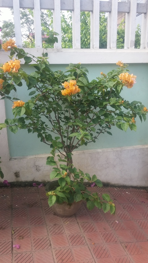 Hoa giấy vàng đẹp