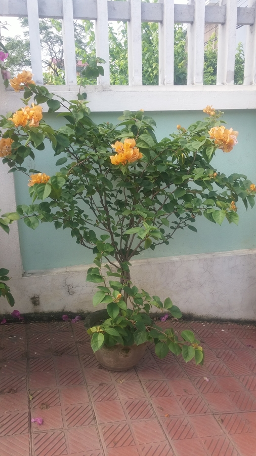 Hoa giấy màu vàng đẹp