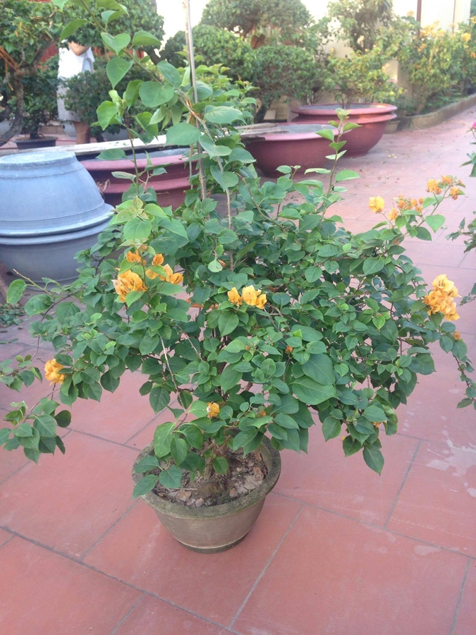 Hoa giấy vàng đẹp