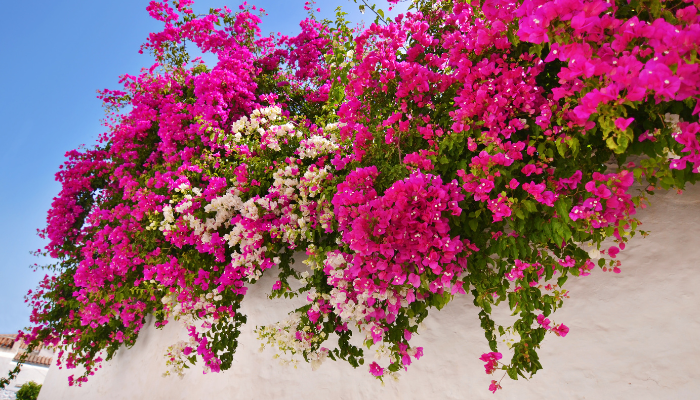 Hoa giấy nhiều màu sắc