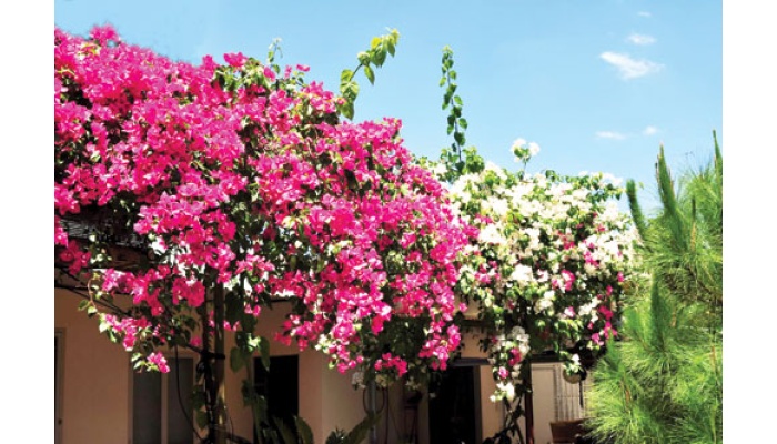 Hoa giấy sắc màu