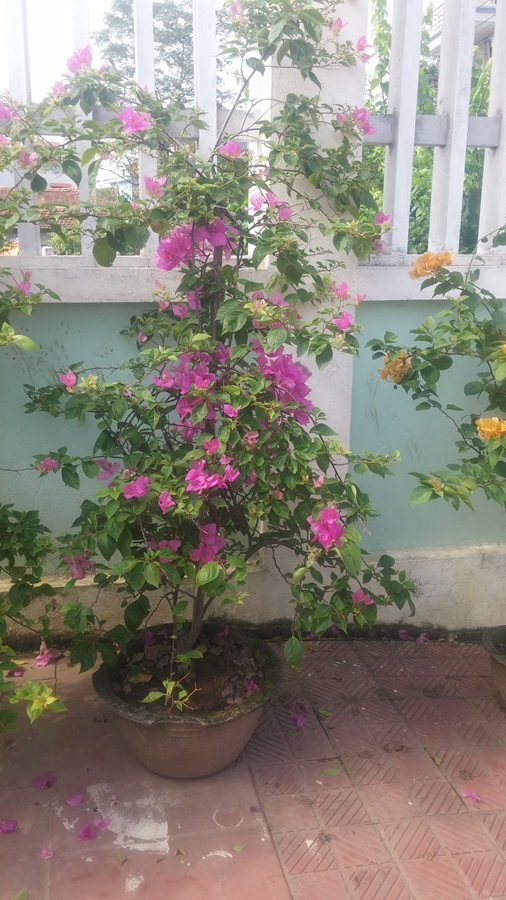 Hoa giấy nở rộ dịp Tết