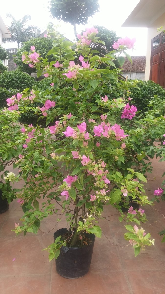 Hoa Giấy Tím Lào