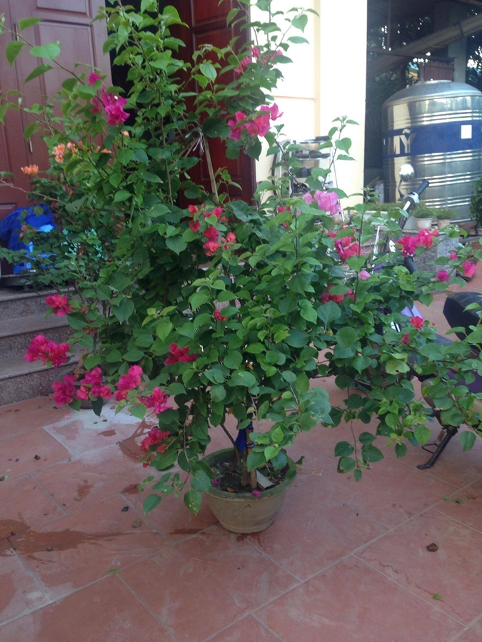 Chăm sóc hoa giấy đúng cách