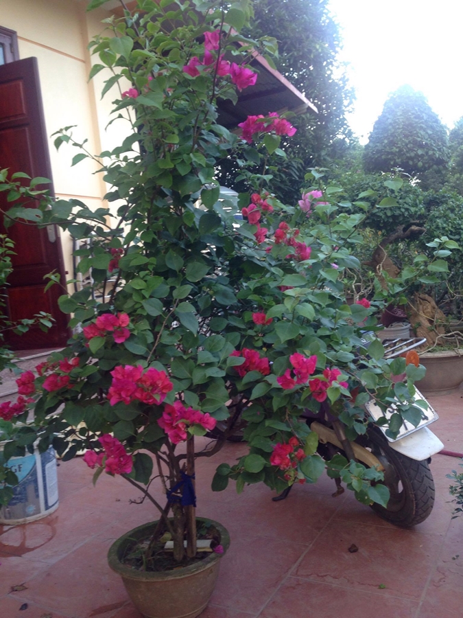 Hoa giấy ngày Tết