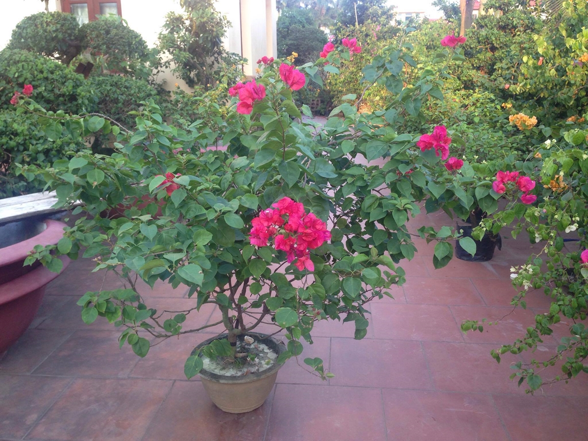 Hoa giấy dịp Tết