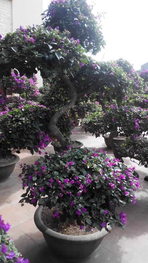 Hoa Giấy Trong Tiệc Tùng