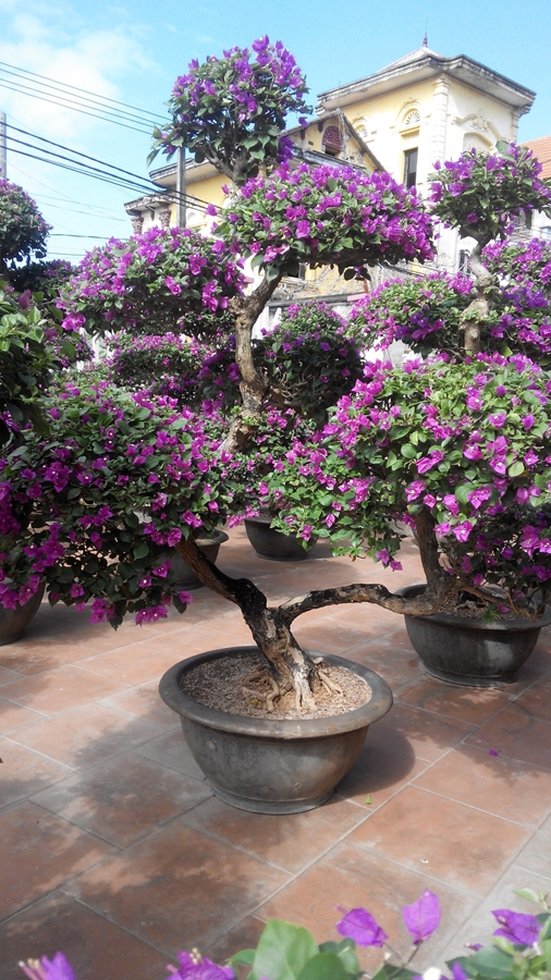 Hoa giấy trong hội họa