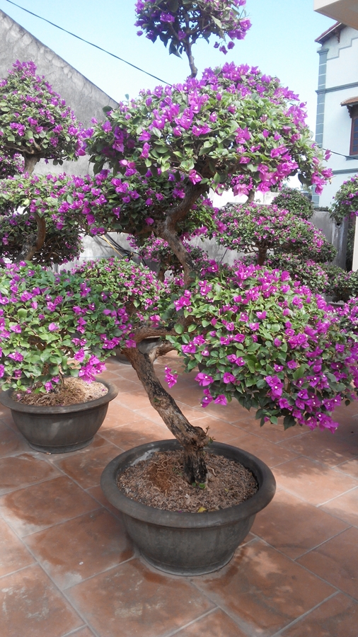 Hoa giấy trang trí Tết