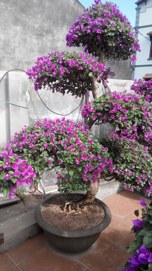 Hoa giấy trước hiên nhà