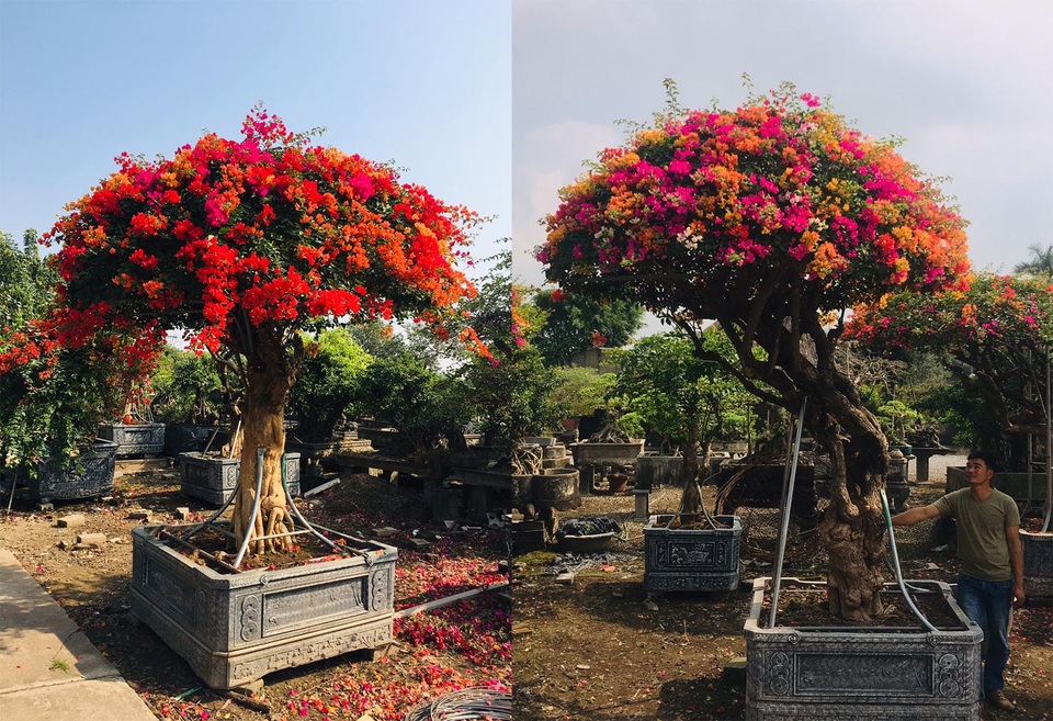 Hình ảnh cây hoa giấy