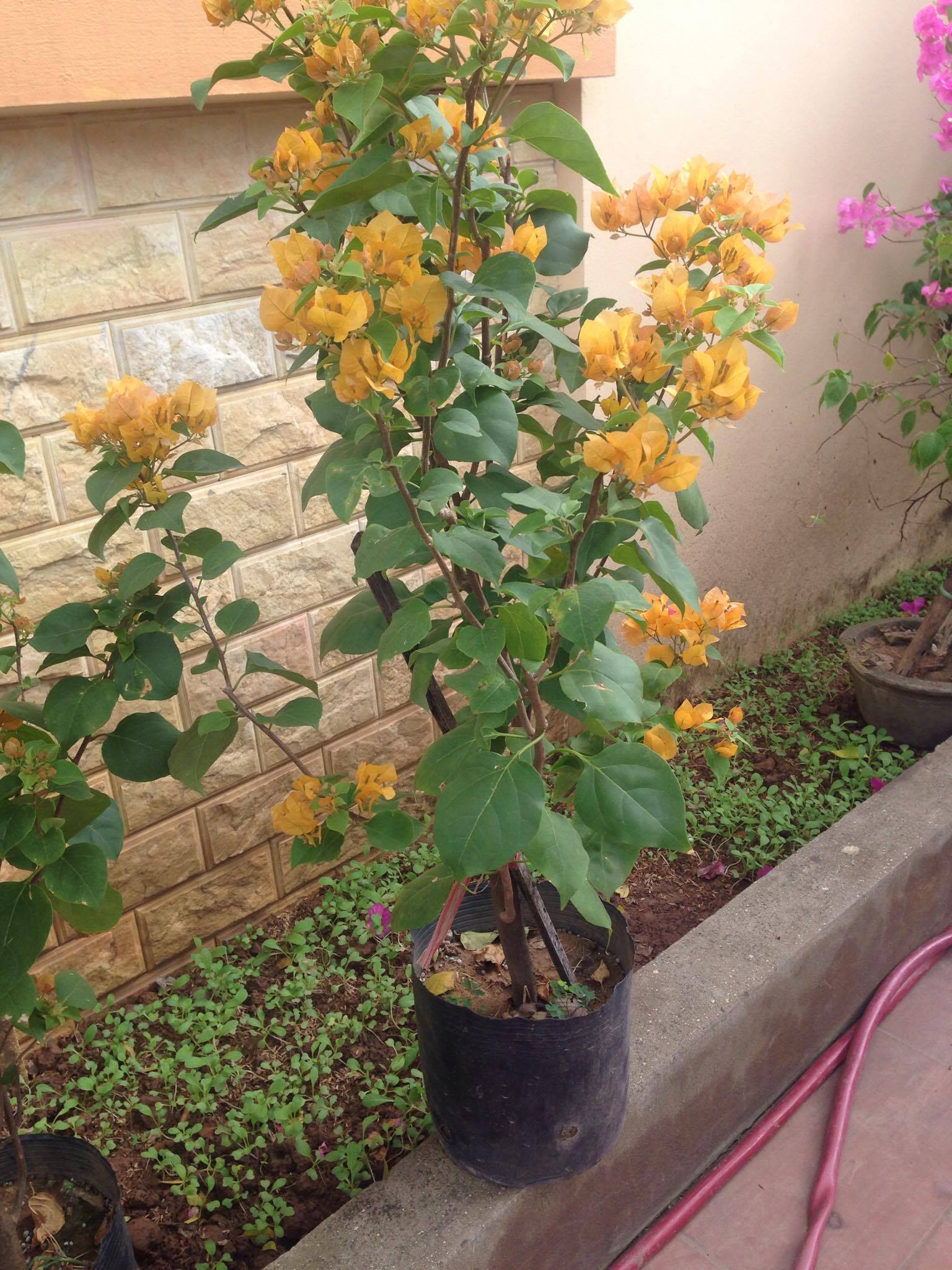 Hoa giấy màu vàng và đỏ