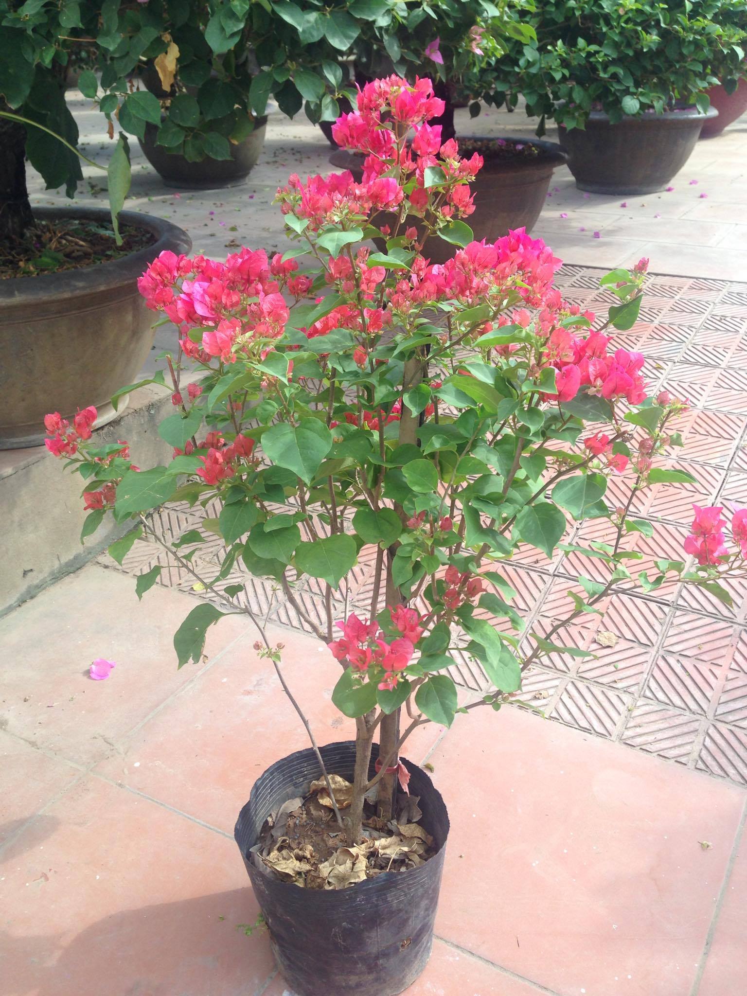 Hoa giấy màu vàng và đỏ