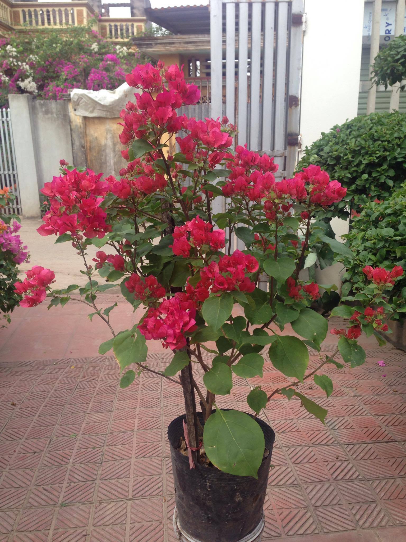 Hoa giấy nhiều màu sắc